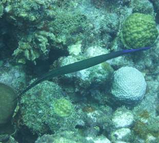 Trumpetfish