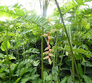 Im Garten der Orchideen