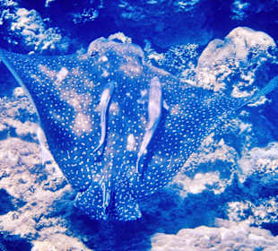 Adlerrochen am Südriff