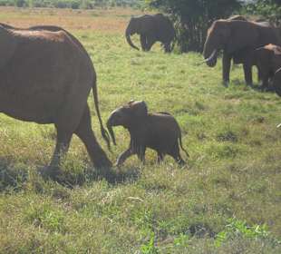 Kleiner Elefant