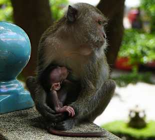 Tiger Cave Tempel (Wat Tham Sua)