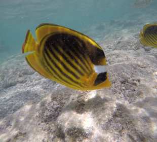 Schnorcheln Marsa Alam