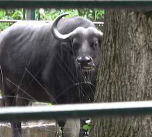 Tierpark
