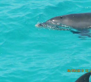 Exklusiv un so nah - Delfine