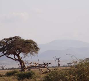 Geparden in der Ferne