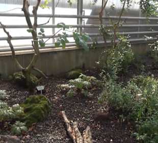 Kanarenschauhaus - Berggarten