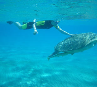 Grüne Meeresschildkröte