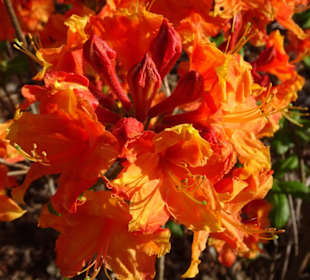 Hauptblüte im Rhododendronpark Bremen