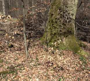Geschichtlicher Lehrpfad Einsiedel