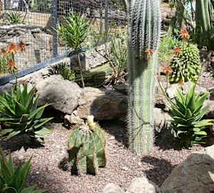 Verschiedene Kakteen