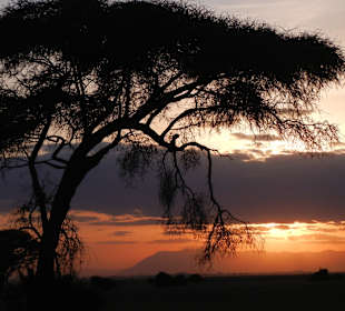 Abendstimmung am Kili