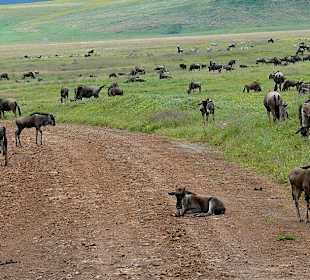 Gnus relaxen überall 