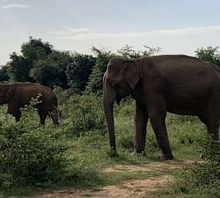 Udawalawe Nationalpark