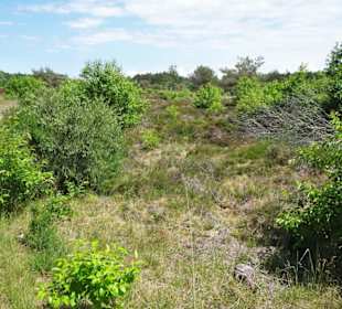 Impressionen aus den Cuxhavener Küstenheiden