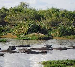 Flusspferde im Ziwani