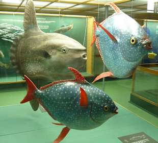 Ausstellung im Museum