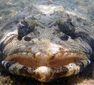 Portrait eines Krokodilfisches