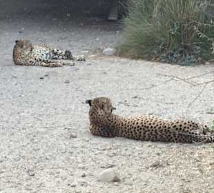 Sir Bani Yas Safari Costa Cruise	