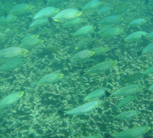 Geniales Schnorchelgebiet - Surin-Island - Thai