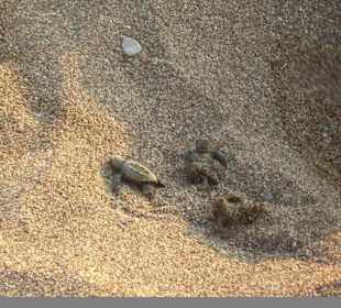 Junge Meeresschildkröten beim Schlüpfen im August