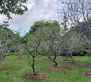 Botanischer Garten