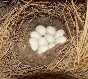 Vogel-und Jagdtierkunde