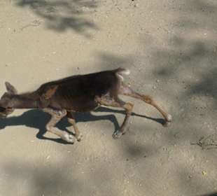 Детеныш зубра