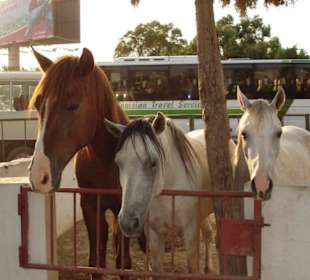 Paddocks vor der Stallung