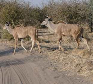 Tierbeobachtung am Boteti