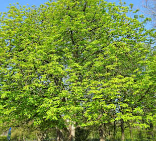 Impressionen vom Spaziergang durch den Kurpark