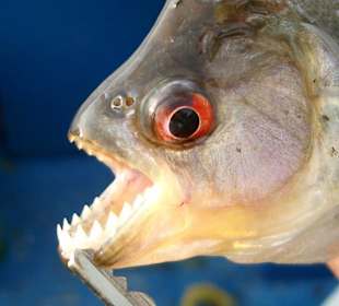 Piranha (Vorsicht bissig)