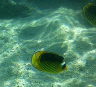 Die Unterwasserwelt beim Schnorcheln
