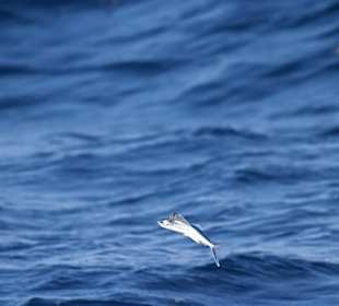 Flight fish