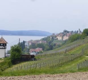 Blick von Kriegsgräberstätte Meersburg-Lerchenberg