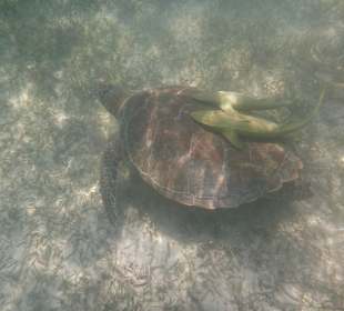Schildkröte in Akumal