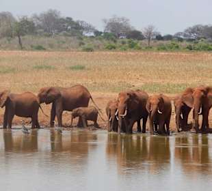 Safari
