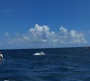 Bacardi Insel - Isla Cayo Levantado