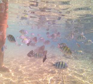 Am Strand ein Traum wie im Aquarium 