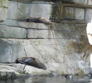 Tierpark Hagenbeck
