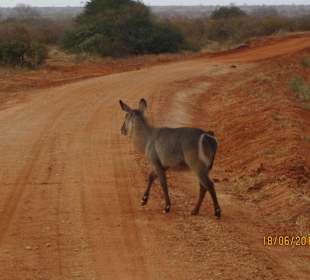 Ein einsamer Wasserbock