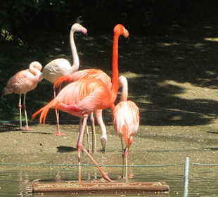 Flamingos Zoo Wuppertal