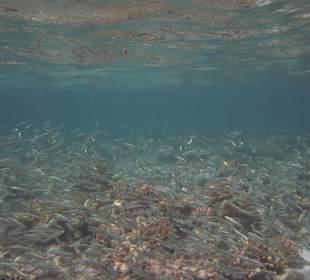 Fischreichtum am Saumriff