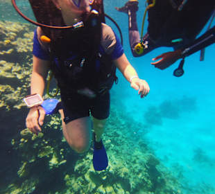 Tauchgang im Hotel buchbar 