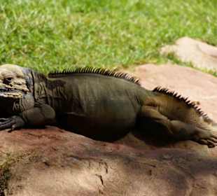 Schöner Zoo in Fuengirola