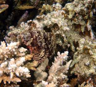 Schnorcheln Makadi Bay