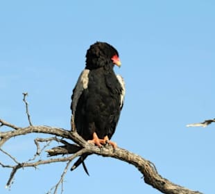 Gaukler Bereich Polentswa