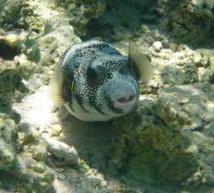 Sentido Oriental Dream Resort