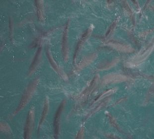 Fische im Hafenbecken Puerto Calero