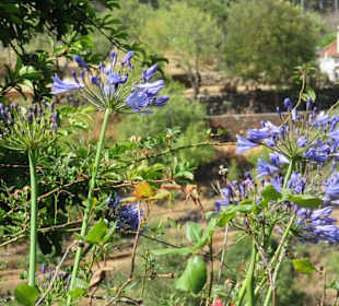 Inselrundfahrt La Palma