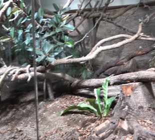 Regenwaldhaus